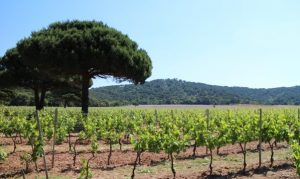 Camping Iles-d-or: domaine vignobles provence 